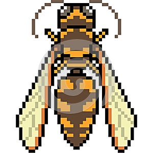 Vector pixel art hornet