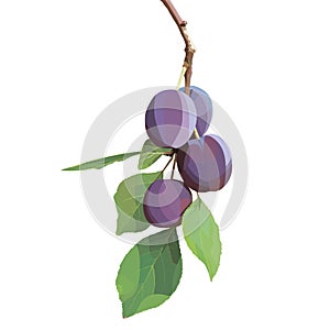 Vector plum branch