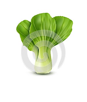 Vector Pok Choy , on white background photo