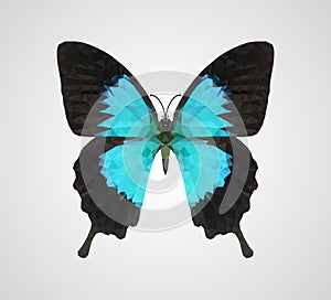 Vector polygonal butterfly. Low poly insect illustration.