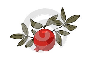 Vector pomegranate fruit with leaves illustration on white background. Jpeg in high resolution for floral design