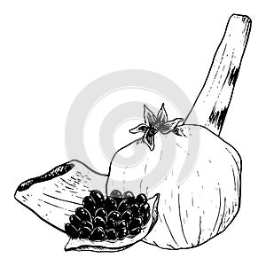 Vector pomegranate fruits and shofar ram horn for Jewish new year, Rosh Hashanah, Yom Kippur graphic illustration