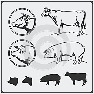 Vector pork and beef meat labels and design elements. Butcher`s business logos. Silhouettes of pig and cow.