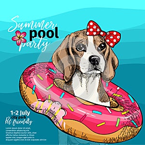 Vector portrait of beagle dog swimming in water. Donut float. Summer pool paty illustration. Sea, ocean, beach. Hand