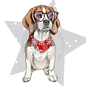 Vector portrait of beagle dog wearing winter bandana and glasses. Isolated on star and snow. Skecthed color illustraion