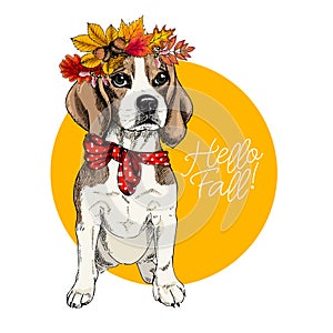 Vector portrait of Beagle girl dog wearing autumn leaves crown. Hello fall illustration. Oak, maple, chestnut, rowen