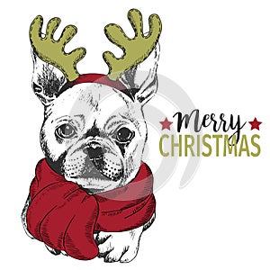 Vector portrait of Christmas dog. French bulldog wearing deer horn rim and scarf. Christmas greeting card, decoration.