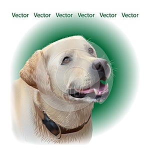 Vector Portrait of colorful dog Golden retriever hand drawing Illustration