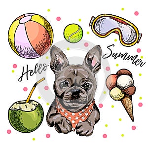 Vector portrait of French bulldog dog. Hello summer cartoon illustration. Coconut cocktail, balls, ice cream. Hand drawn