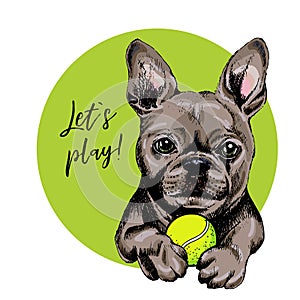 Vector portrait of French bulldog dog with tennis ball. Let s play. Green curveball. Summer cartoon illustration. Hand
