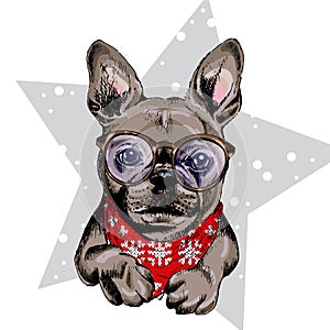 Vector portrait of French bulldog dog wearing winter bandana and glasses. Isolated on star and snow. Skecthed color