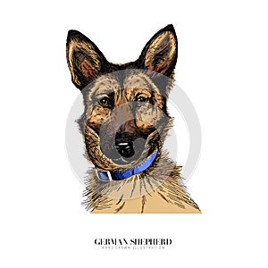 Vector portrait of german shepherd dog. Cute puppy. Police, service dog. Animalistic colored illustration. Hand drawn