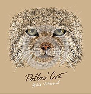 Vector Portrait of a Manul Cat (Pallas' Cat)