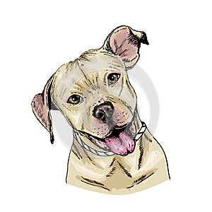 Vector portrait of pit bull terrier dog. Cute puppy. Animalistic illustration. Hand drawn pet portait. Poster, t-shirt