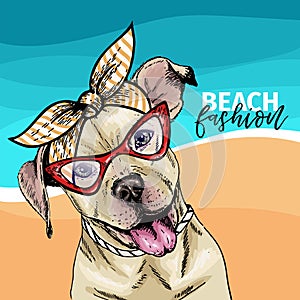 Vector portrait of pit bull terrier dog wearing sunglasses and retro bow. Summer fashion illustration. Vacation, sea