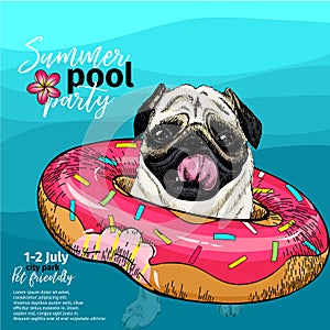 Vector portrait of pug dog swimming in water. Donut float. Summer pool paty illustration. Sea, ocean, beach. Hand drawn photo