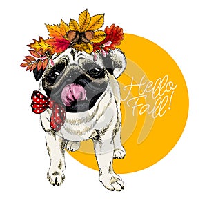 Vector portrait of Pug dog wearing autumn leaves crown. Hello fall illustration. Oak, maple, chestnut, rowen. Hand drawn