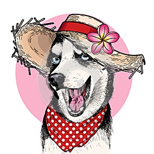 Vector portrait of Siberian husky dog wearing straw hat, flower and polka dot bandana. Summer fashion illustration. Hand