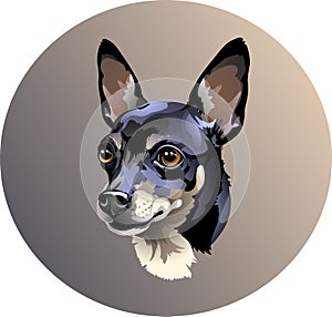 Vector portrait of a small dog of the breed Russian toy terrier