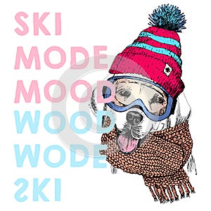 Vector poster with close up portrait of labrador retriever dog. Ski mode mood. Puppy beanie, scarf and snow goggles.