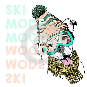 Vector poster with close up portrait of pit bull dog.Ski mode mood. Puppy wearing beanie, scarf and snow goggles.