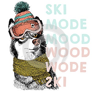 Vector poster with close up portrait of siberian husky dog. Ski mode mood.