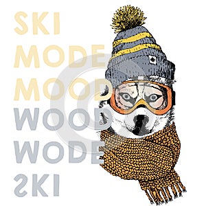 Vector poster with close up portrait of siberian husky dog.Ski mode mood. Puppy wearing beanie, scarf and goggles.