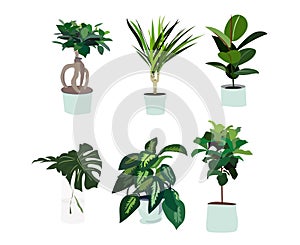 Vector pot plants illustration. philodendron, palm tree, orchid, flower in vase. interior design elements. home decor decoration.