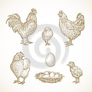 Vector Poultry Birds Sketches Set. Hand Drawn Illustrations of Rooster, Chickens, Chicks and Eggs in a Nest.