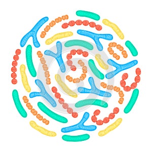 Vector probiotics in circular shape. Bifidobacterium, lactobacillus, streptococcus thermophilus, lactococcus