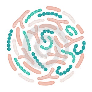 Vector probiotics in circular shape. Bifidobacterium, lactobacillus, streptococcus thermophilus, lactococcus