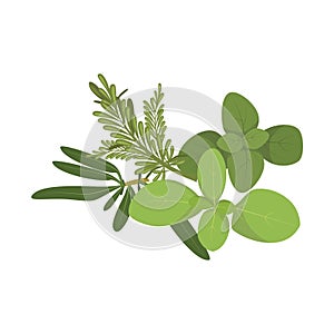 Vector provencal herbs illustration isolated in cartoon style. Herbs and Species Series.