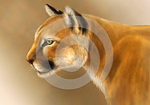 Puma illustration on brown background. Realistic cougar or wild cat head. Mountain lion portrait photo
