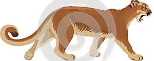 Vector puma cougar Puma concolor or mountain lion
