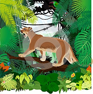 Vector puma cougar Puma concolor or mountain lion and Crimson-rumped toucanet in jungle rainforest