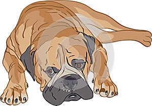 Vector Purebred Bullmastiff