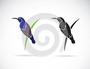 Vector of Purple SunbirdMale on white background. Cinnyris asiatica Birds logo or icon. Bird. Animal