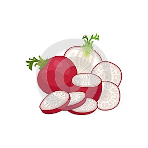 Vector radish. Still-life of whole, sliced and half root of radish. Template.