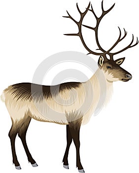 Vector raindeer deer illustration with stag