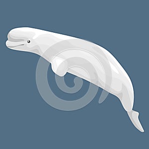 Vector Real Beluga Or White Whale Isolated