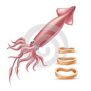 Vector realistic animal, marine squid 3d mollusk