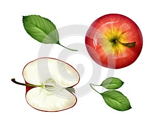 Vector realistic apple half, leaves set top view