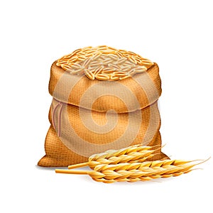 Vector realistic bag with purified wheat grains, barley with wheat ears isolated on white background. Design element