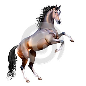 Vector realistic bay horse isolated