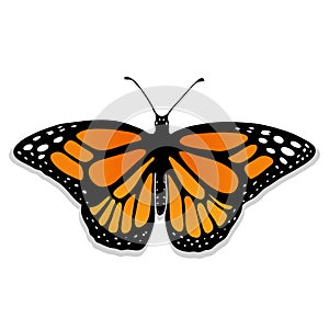 Vector realistic butterfly Monarch