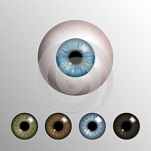 Vector realistic 3d human eyeball with natural colored iris set photo