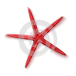 Vector realistic 3d red starfish sea invertebrate