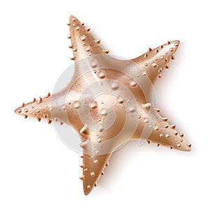 Vector realistic 3d starfish sea invertebrate a