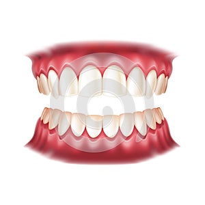 Vector realistic dentures human mouth with teeth