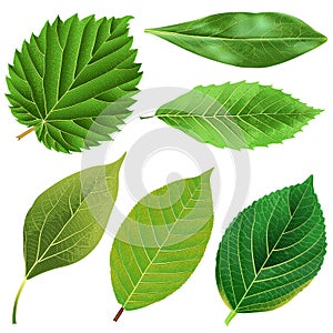 Vector realistic green leaves collection photo